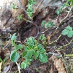 Rosa rubiginosa (Sweet Briar, Eglantine) at Wanniassa Hill - 29 Jan 2023 by KumikoCallaway