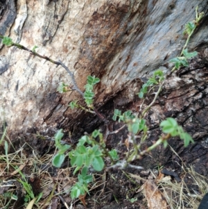 Rosa rubiginosa at Fadden, ACT - 30 Jan 2023