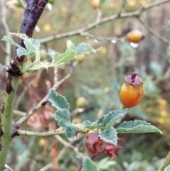 Rosa canina (Dog Rose) at Fadden, ACT - 29 Jan 2023 by KumikoCallaway