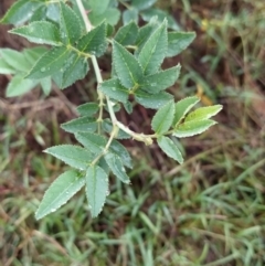 Rosa canina at Fadden, ACT - 30 Jan 2023 09:52 AM