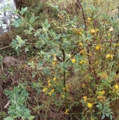 Rosa canina at Fadden, ACT - 30 Jan 2023 09:52 AM