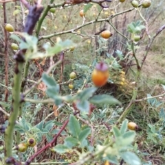 Rosa canina at Fadden, ACT - 30 Jan 2023 09:52 AM