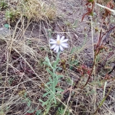 Vittadinia gracilis (New Holland Daisy) at Fadden, ACT - 30 Jan 2023 by KumikoCallaway