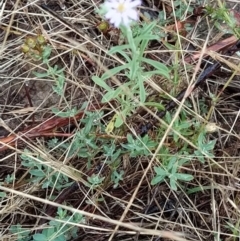 Vittadinia gracilis at Fadden, ACT - 30 Jan 2023 09:58 AM