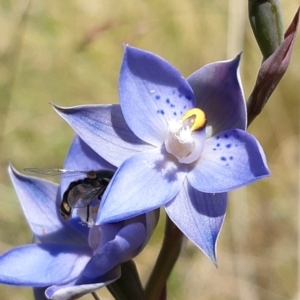 Thelymitra simulata at Tennent, ACT - suppressed