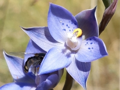 Thelymitra simulata (Graceful Sun-orchid) at - 4 Dec 2021 by mlech