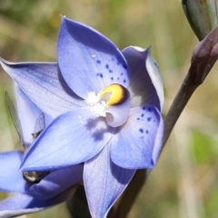 Thelymitra simulata at Tennent, ACT - 4 Dec 2021