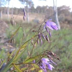 Stypandra glauca at Theodore, ACT - 15 Oct 2022 06:17 PM