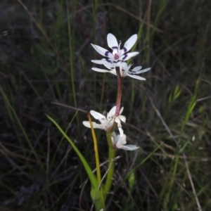 Wurmbea dioica subsp. dioica at Theodore, ACT - 15 Oct 2022