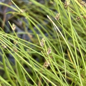 Isolepis subtilissima at Booth, ACT - 28 Jan 2023