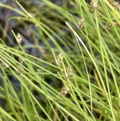 Isolepis subtilissima (Dwarf Clubsedge) at Booth, ACT - 28 Jan 2023 by JaneR