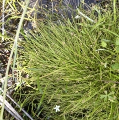 Isolepis subtilissima at Booth, ACT - 28 Jan 2023 02:41 PM