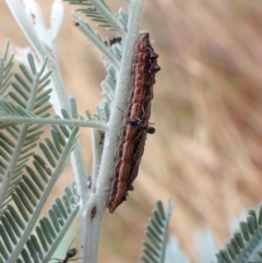 Jalmenus icilius at Cook, ACT - 29 Jan 2023 03:08 PM