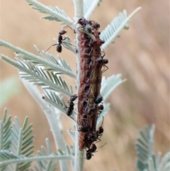 Jalmenus icilius at Cook, ACT - 29 Jan 2023 03:08 PM