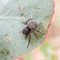 Cymbacha ocellata (Crab spider) at Cook, ACT - 29 Jan 2023 by CathB