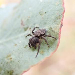 Cymbacha ocellata at Cook, ACT - 29 Jan 2023 03:15 PM