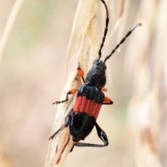 Obrida fascialis (One banded longicorn) at Cook, ACT - 29 Jan 2023 by CathB