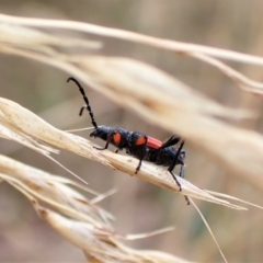 Obrida fascialis at Cook, ACT - 29 Jan 2023 02:57 PM