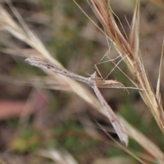 Platyptilia celidotus (Plume Moth) at Cook, ACT - 29 Jan 2023 by CathB