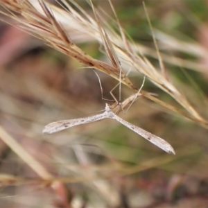 Platyptilia celidotus at Cook, ACT - 29 Jan 2023 03:26 PM