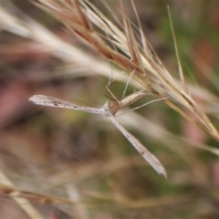 Platyptilia celidotus at Cook, ACT - 29 Jan 2023 03:26 PM