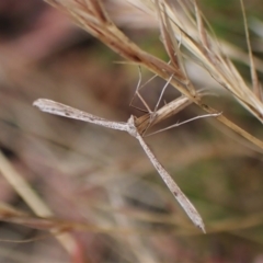 Platyptilia celidotus at Cook, ACT - 29 Jan 2023 03:26 PM