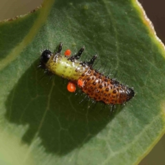 Paropsisterna beata (Blessed Leaf Beetle) at O'Connor, ACT - 13 Jan 2023 by ConBoekel