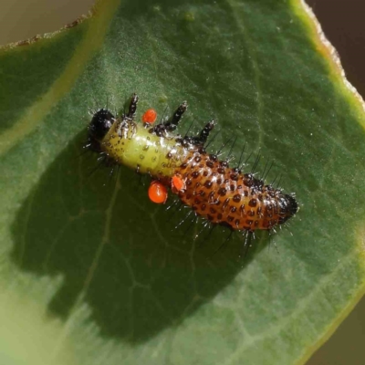 Paropsisterna beata (Blessed Leaf Beetle) at O'Connor, ACT - 12 Jan 2023 by ConBoekel