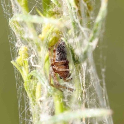 Araneinae (subfamily) (Orb weaver) at Dryandra St Woodland - 12 Jan 2023 by ConBoekel