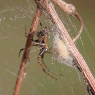 Unidentified Spider (Araneae) at Dryandra St Woodland - 12 Jan 2023 by ConBoekel