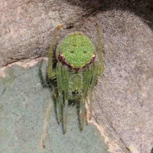 Araneus circulissparsus (species group) at Dryandra St Woodland - 13 Jan 2023 09:00 AM