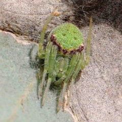 Araneus circulissparsus (species group) at Dryandra St Woodland - 13 Jan 2023