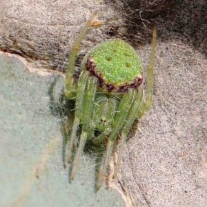 Araneus circulissparsus (species group) at Dryandra St Woodland - 13 Jan 2023