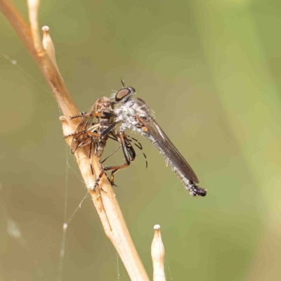 Cerdistus sp. (genus) (Yellow Slender Robber Fly) at O'Connor, ACT - 12 Jan 2023 by ConBoekel
