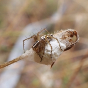 Oxyopes sp. (genus) at Cook, ACT - 29 Jan 2023