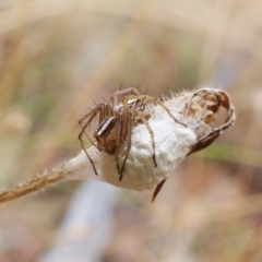 Oxyopes sp. (genus) at Cook, ACT - 29 Jan 2023