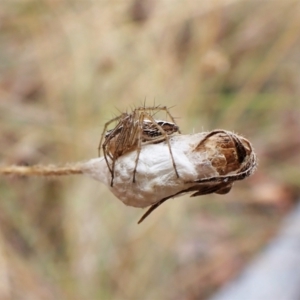 Oxyopes sp. (genus) at Cook, ACT - 29 Jan 2023