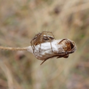 Oxyopes sp. (genus) at Cook, ACT - 29 Jan 2023