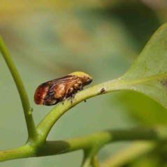 Chaetophyes compacta (Tube spittlebug) at O'Connor, ACT - 13 Jan 2023 by ConBoekel