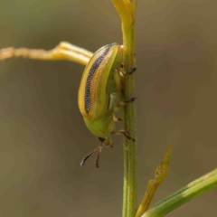 Calomela juncta (Leaf beetle) at O'Connor, ACT - 13 Jan 2023 by ConBoekel