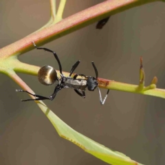 Polyrhachis ammon (Golden-spined Ant, Golden Ant) at Dryandra St Woodland - 12 Jan 2023 by ConBoekel