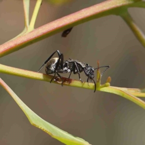 Polyrhachis ammon at O'Connor, ACT - 13 Jan 2023