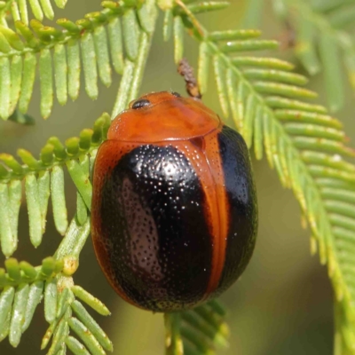 Dicranosterna immaculata (Acacia leaf beetle) at O'Connor, ACT - 12 Jan 2023 by ConBoekel