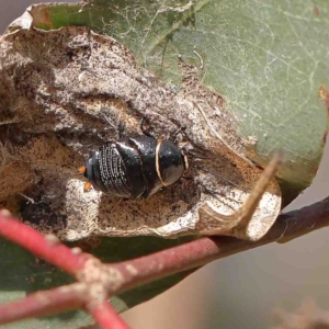 Ellipsidion australe at O'Connor, ACT - 13 Jan 2023 08:40 AM