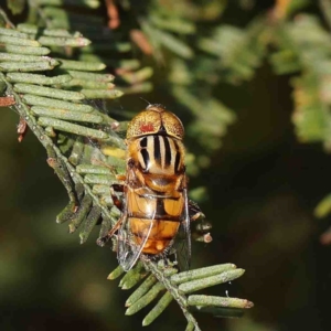 Eristalinus punctulatus at O'Connor, ACT - 13 Jan 2023 08:09 AM