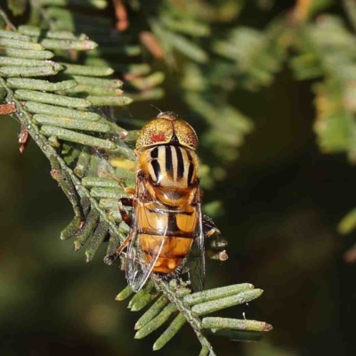 Eristalinus punctulatus (Golden Native Drone Fly) at Dryandra St Woodland - 12 Jan 2023 by ConBoekel