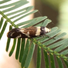 Isomoralla eriscota (A concealer moth) at Dryandra St Woodland - 12 Jan 2023 by ConBoekel