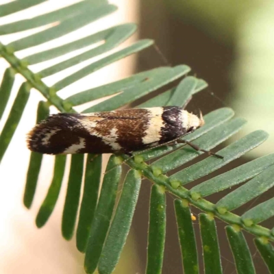 Isomoralla eriscota (A concealer moth) at O'Connor, ACT - 12 Jan 2023 by ConBoekel