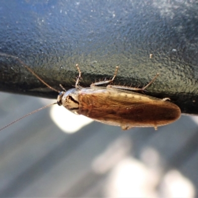 Johnrehnia sp. (genus) (A coachroach) at Cook, ACT - 27 Jan 2023 by CathB