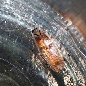 Johnrehnia sp. (genus) at Cook, ACT - 28 Jan 2023